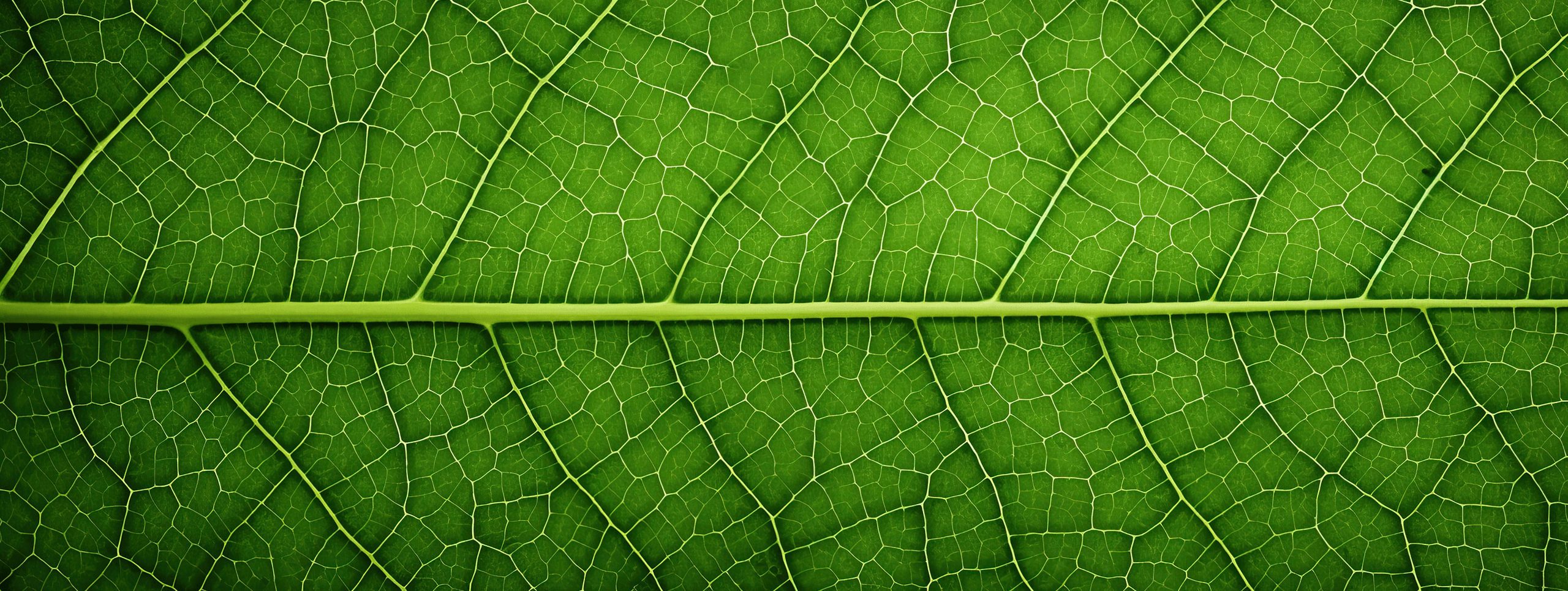 Environmental stewardship hero image